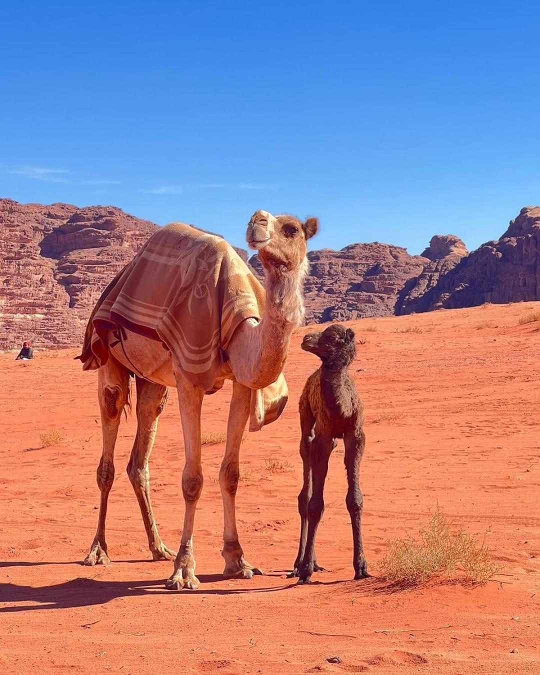 Hotel Wadi Rum Bedouin Heart Camp Exterior foto